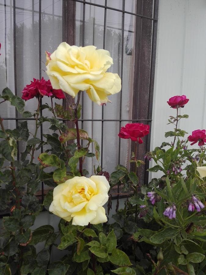 Cabanas Campestres Las Rosas 푼타아레나스 외부 사진