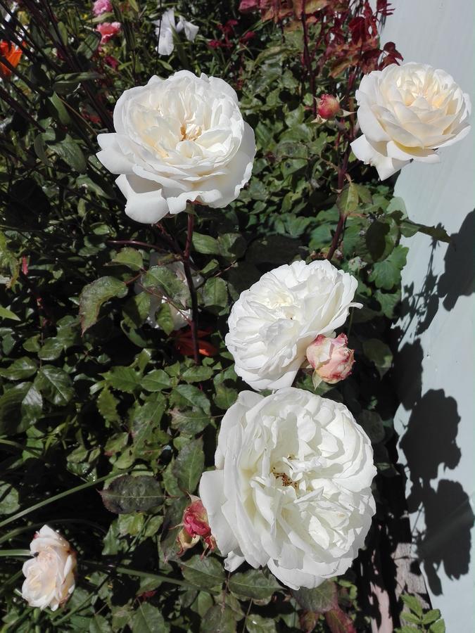 Cabanas Campestres Las Rosas 푼타아레나스 외부 사진