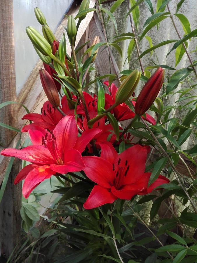Cabanas Campestres Las Rosas 푼타아레나스 외부 사진