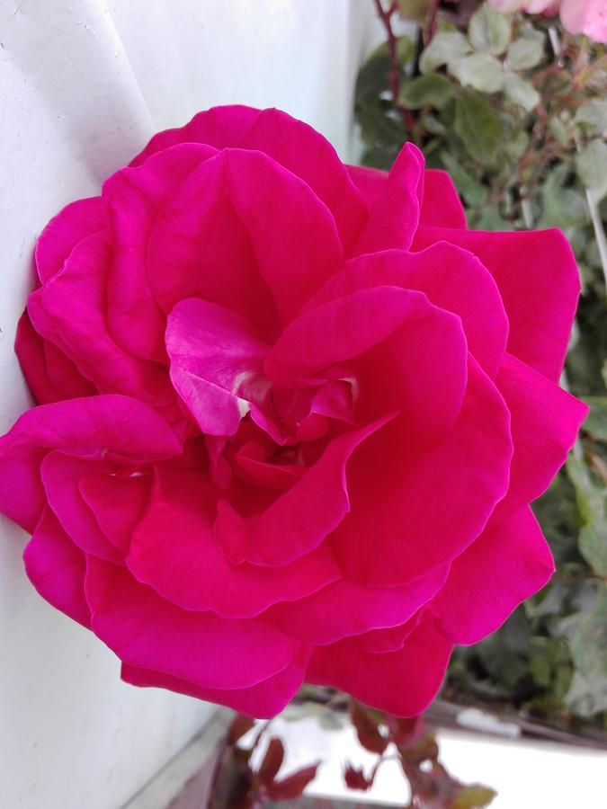 Cabanas Campestres Las Rosas 푼타아레나스 외부 사진